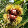 [Premium Selection] Hebei Qianxi Raw Chestnuts Wholesale 2.5kg Large Seasonal Oil Chestnuts Fresh Pink Skin Chestnuts