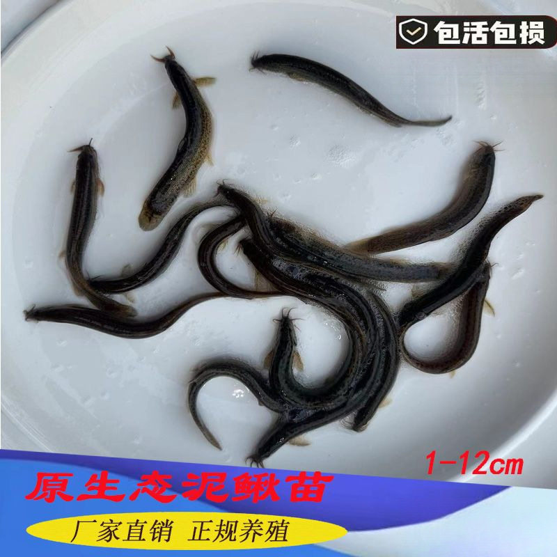 Live Mudfish Fry Feeding for Releasing Arowana Live Bait Turtle Feed Mudfish Breeding Freshwater Ornamental Fish Fishing
