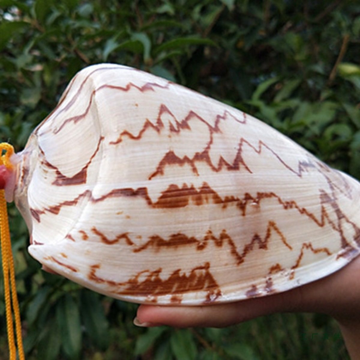 Extra Large Conch Whistle, Conch Horn, Natural Shell Craft Ornaments, Creative Travel Gifts, Kidsren's Toys, Trumpets