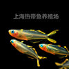 Neon swallow fish live groom official fish small lamp fish group swimming lamp fish tropical ornamental fish fishing ground direct batch