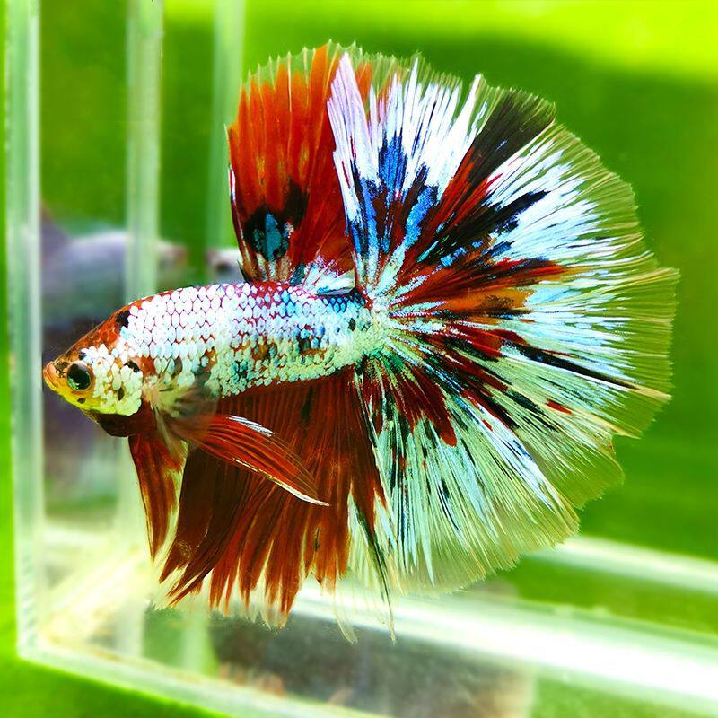 泰国斗鱼活体半月马尾公母繁殖宠物鱼淡水鱼苗热带观赏鱼小型包邮