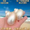 Hermit Crab Replacement Pet Shell Large Diameter Seaside Shell Decorative Shell Snail Mini small size Large Powder Mouth Free Shipping