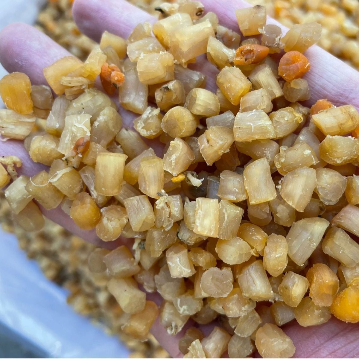 Medium-Sized Scallops and Scallops, Light Sun-Dried Seafood, 250g Scallop Meat and Scallops