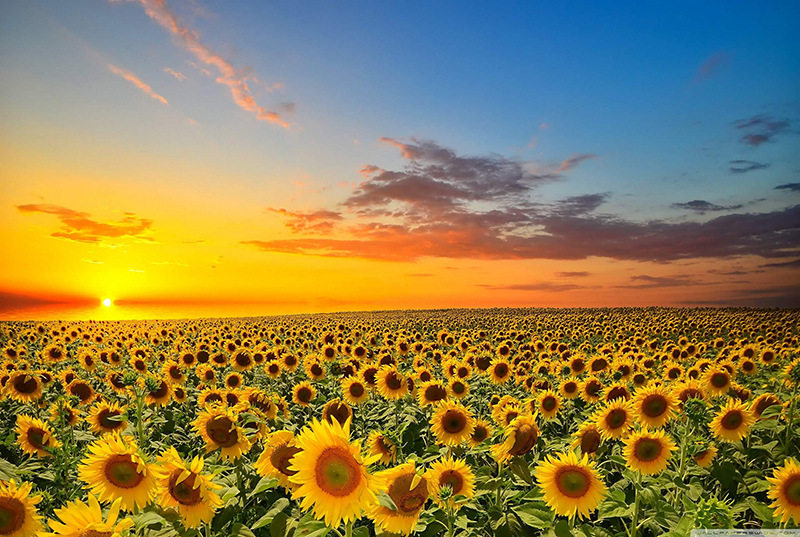 Spot jigsaw puzzle 1000 pieces adult educational decompression toy landscape illustration cross-border popular cartoon jigsaw puzzle