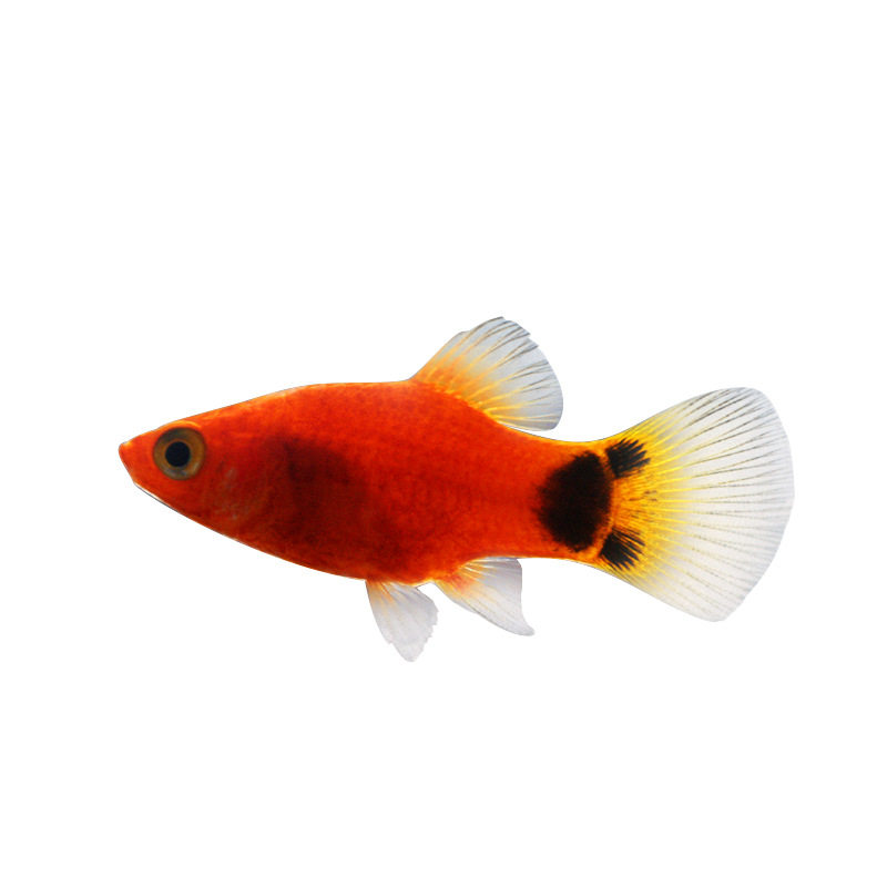 Mickey Fish Live Tropical Ornamental Fish, Live-Bearing, Directly Produce Fry, Aquarium Wholesale of Small and Medium-Sized Fish Fry