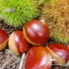 2025 Fresh Dandong Chestnuts 2.5kg Fresh Chestnuts Tender Large Chestnut Wild Chestnut New Oil Chestnuts 10 Pieces