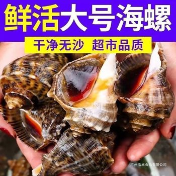 Wholesale Fresh Large Wild Small Medium Large Conch Shells Seafood Shellfish Seafood Aquatic Snails