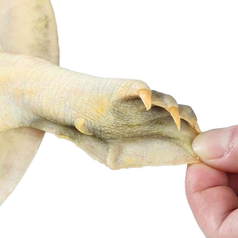 Fresh and Live Soft-Shell Turtles from Outdoor Ponds, Small Turtle Hatchlings, Male and Female Chinese Soft-Shell Turtles, Aquatic Turtles, Specialty Breeding Origin, Aliexpress