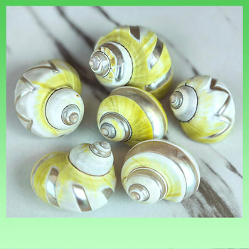 ✅ Windmill Avocado Snail Medium-Large Hermit Crab Replacement Shell Natural Conch Shell Aquarium Landscaping Shell Fish Decoration