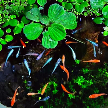 Watch the Greenback Goby Fish and Feed It Without Oxygenating the Ornamental Fish. Small Koi Fish Fry Ecological Tank Fish Farming