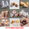 Natural Shell Conch Thousand Hand Snail Home Ornaments Decorative Fish Tank Landscape Conch Medium and Large Conch Wholesale by Jin