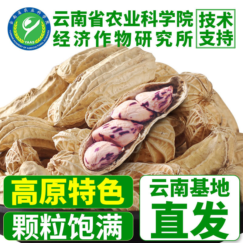 New goods Yunnan colorful peanut with Shell raw and cooked colorful milk peanut hotel Commercial peanut full box wholesale