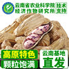 New goods Yunnan colorful peanut with Shell raw and cooked colorful milk peanut hotel Commercial peanut full box wholesale