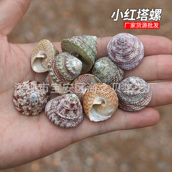 Little Red Taro Natural Shell Conch Shooting Props Fish Tank Landscaping Aquarium Decorative Micro Landscape Material Wholesale