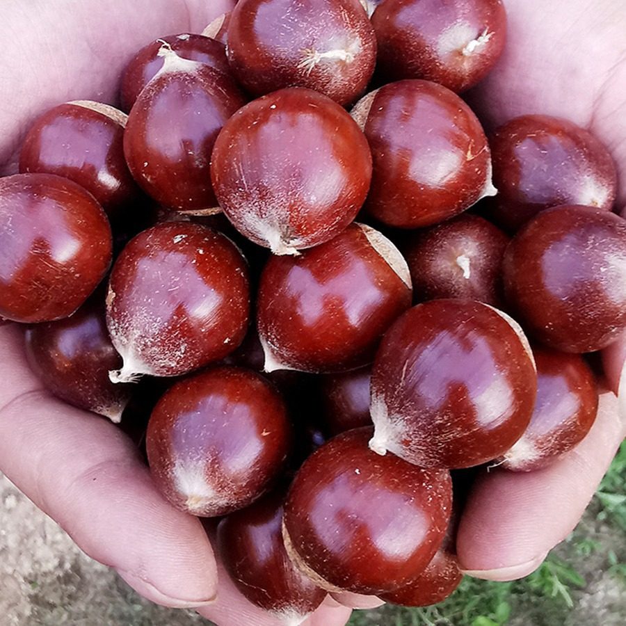 2024 New Goods Jianou Castanea henryi Fresh Wild Oil Chestnut High Mountain Farm Now Picking Tapered Chestnut