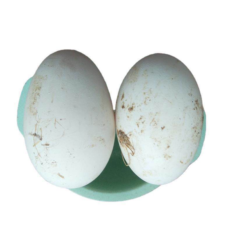 Farmhouse Goose Eggs, 6 Pieces, 80-100g, Fresh Eggs from the Day, Free-Range Goose Eggs, Fresh and Natural