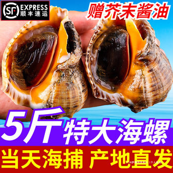 Fresh Large Conch with Free Shipping, Sea-Caught Seafood Products