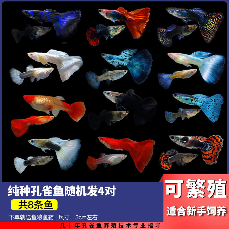 Guppy, Small Fish, Tropical Fish, All Kinds of Cleaners, Easy to Raise Ornamental Fish, Small Freshwater Zebrafish, Goldfish, Others