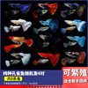 Guppy, Small Fish, Tropical Fish, All Kinds of Cleaners, Easy to Raise Ornamental Fish, Small Freshwater Zebrafish, Goldfish, Others