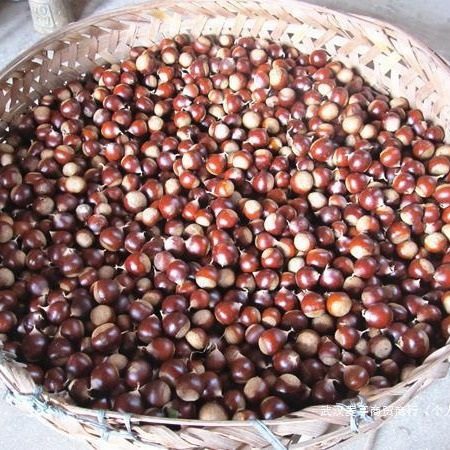 2023 Fresh Castanea henryi raw chestnuts Fujian Jianou alpine oil chestnut sweet chestnut round chestnut cone