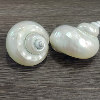 Natural Conch Shells, Peeled and Polished White Snails, Hermit Crab Replacement Shells, Hand-Painted Conch White-Skinned Luminous Snails