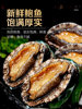 Fresh Abalone, Fresh Seafood, Water Produces Fresh Extra Large Heated Ready-To-Eat Dried Small Abalone Sauce Rice Wholesale