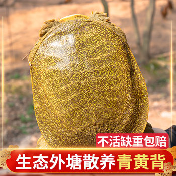 0.5-3kg Large Ecological Pond Live Soft-Shell Turtles, Fresh Edible Water Turtles, Both Male and Female