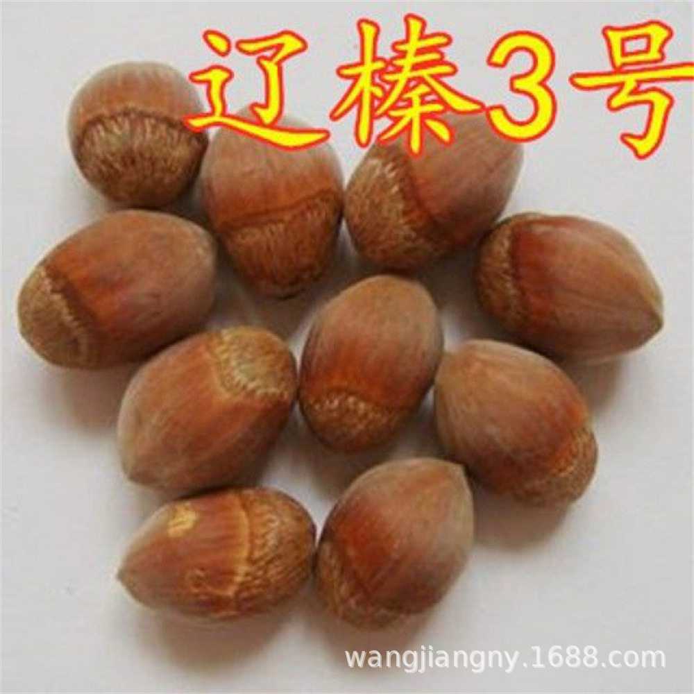 Large Hazelnut Saplings, Thin-Skinned Pingou Large-Fruited Northeastern Hazelnut Nut Saplings, Cold-Resistant, Planted in the North and South, and Bear Fruit in the Same Year