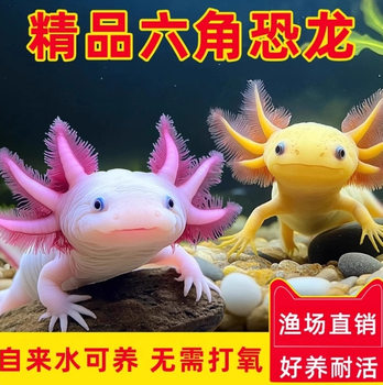 Hexagonal Dinosaur Fish, Cold Water Fish, Salamander Fish Tank, Aquarium Pet, Live Freshwater Fish, Easy to Maintain, Ornamental Internet Celebrity Fish