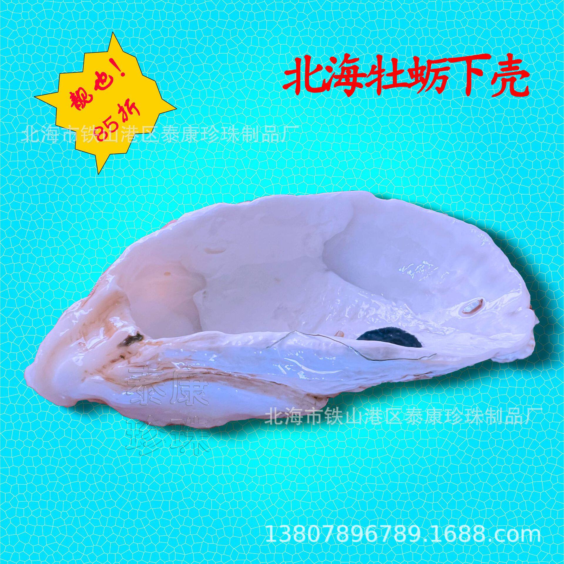 Beihai Large Oyster Shell Craft Gift Shell Selected Oyster Shell Filter Material Pre-Order