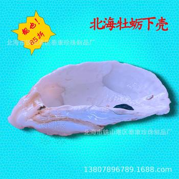 Beihai Large Oyster Shell Craft Gift Shell Selected Oyster Shell Filter Material Pre-Order
