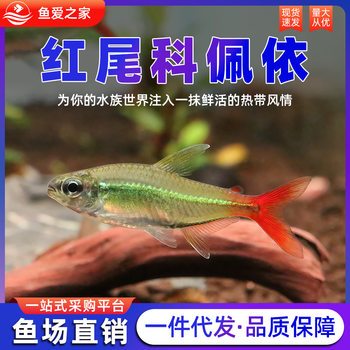 Red-Tailed Corydoras Fish from South America, Mid-To-High-End Live Tropical Freshwater Fish for Planted Tanks, Shoaling Neon Corydoras Fry
