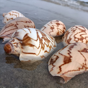 Manufacturer Wholesale Landscape Snail Natural Conch Shell Aquarium Landscaping Tourist Souvenir Stall Supply
