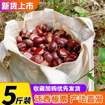 Yanshan Zunhua Oil Capsules Raw Chestnuts 2025 Wild Fresh Chestnuts with Skin Small Sweet Chestnuts from Qianxi Fresh