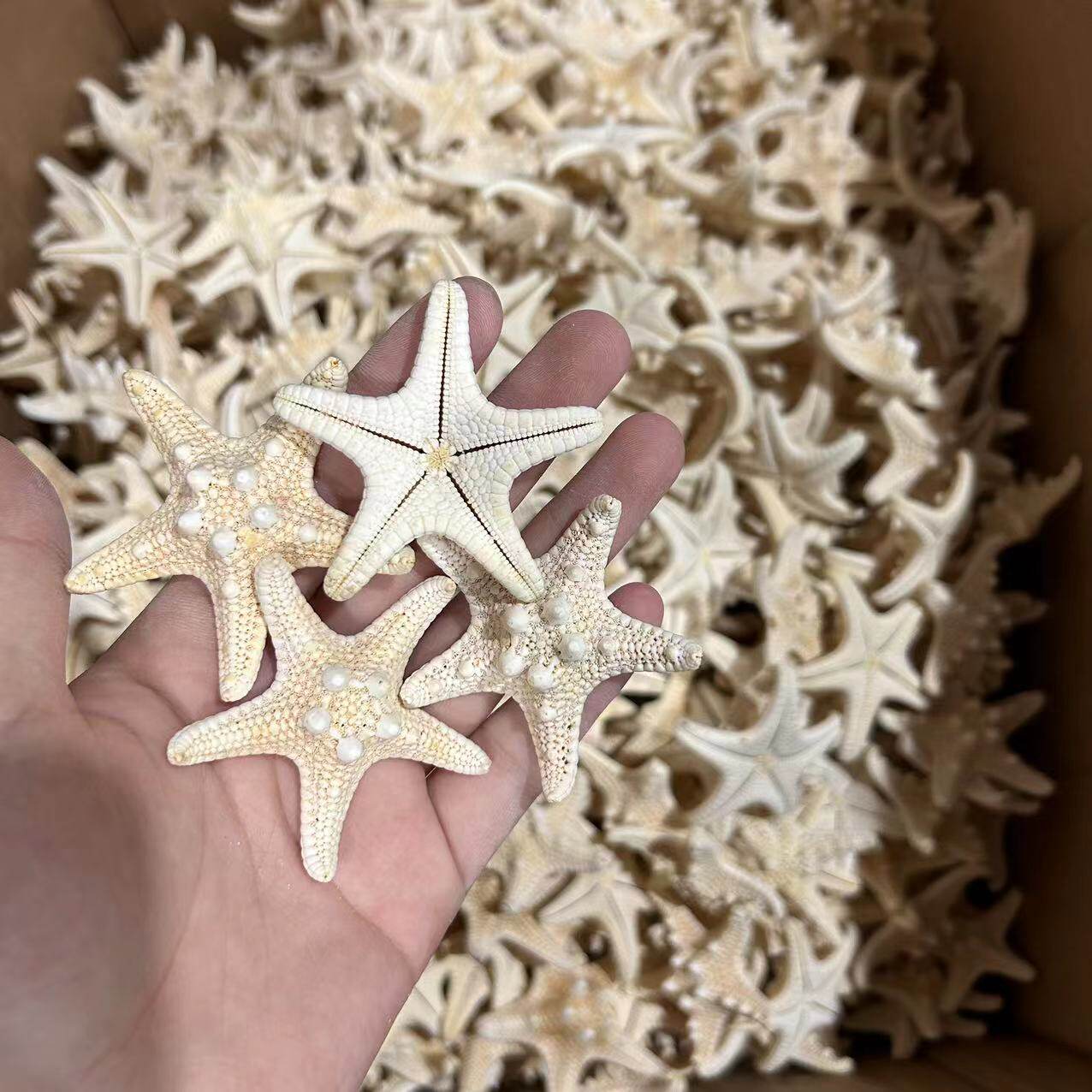 Shell Conch Window Display Mediterranean Decoration Bread Star Micro Landscape Ornaments Cultural and Creative Starfish