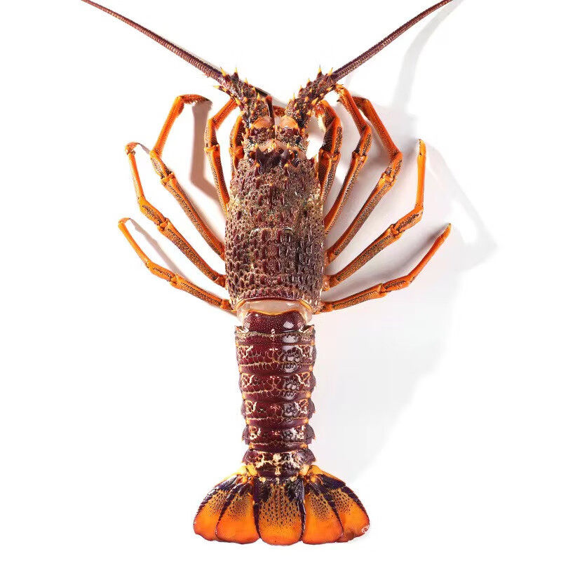 Australian Giant Lobster, Australian Lobster, Red Lobster, Rock Lobster, Crayfish Seafood 0.5-3.5kg / Gift Box, Imported from Australia