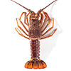 Australian Giant Lobster, Australian Lobster, Red Lobster, Rock Lobster, Crayfish Seafood 0.5-3.5kg / Gift Box, Imported from Australia