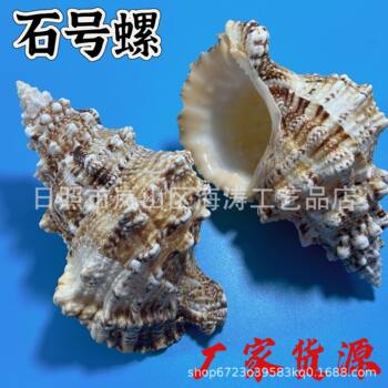 Frog Snail, Conch Shell, Shell Craft Decoration, Table Setting, Fish Tank Landscaping Stone, Snail Shell, Conch Shell