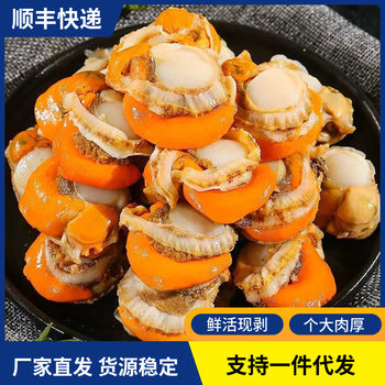 Fresh Frozen Scallop Meat, Freshly Peeled, Quick-Frozen, Extra-Large Scallop Meat, Garlic Vermicelli, Scallop Seafood and Aquatic Products Wholesale