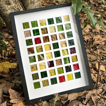 Specimen Leaf Photo Frame 16/24/36/48 Grids Picture Frame Wooden Handmade DIY Deciduous Plant Display Frame Wholesale