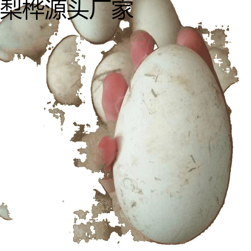 Extra Large Double Yellow Goose Eggs, Fresh Farm-Raised Free-Range Goose Eggs, Damage Guaranteed, Wholesale Whole Box