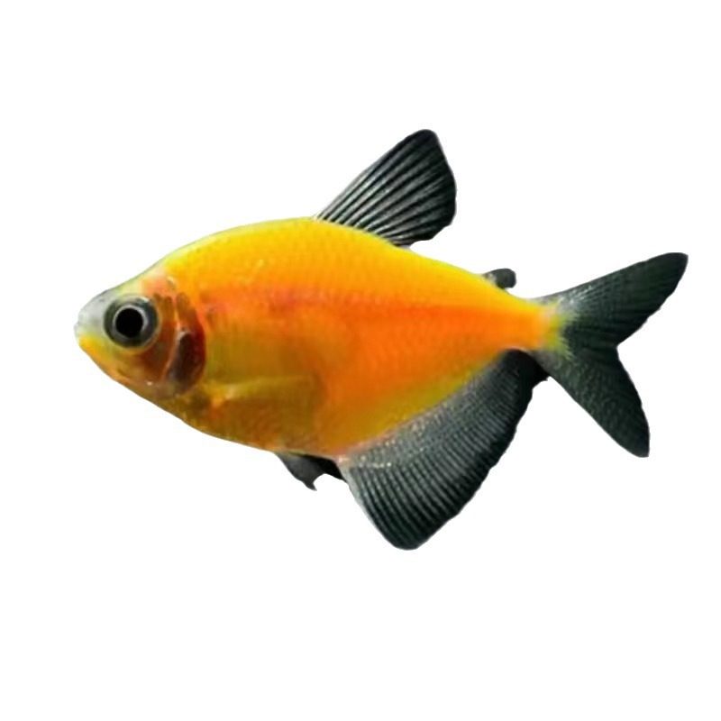 Angel fish tropical ornamental fish group tour can be mixed with lazy people net red candy angel fish good to raise live freshwater fish