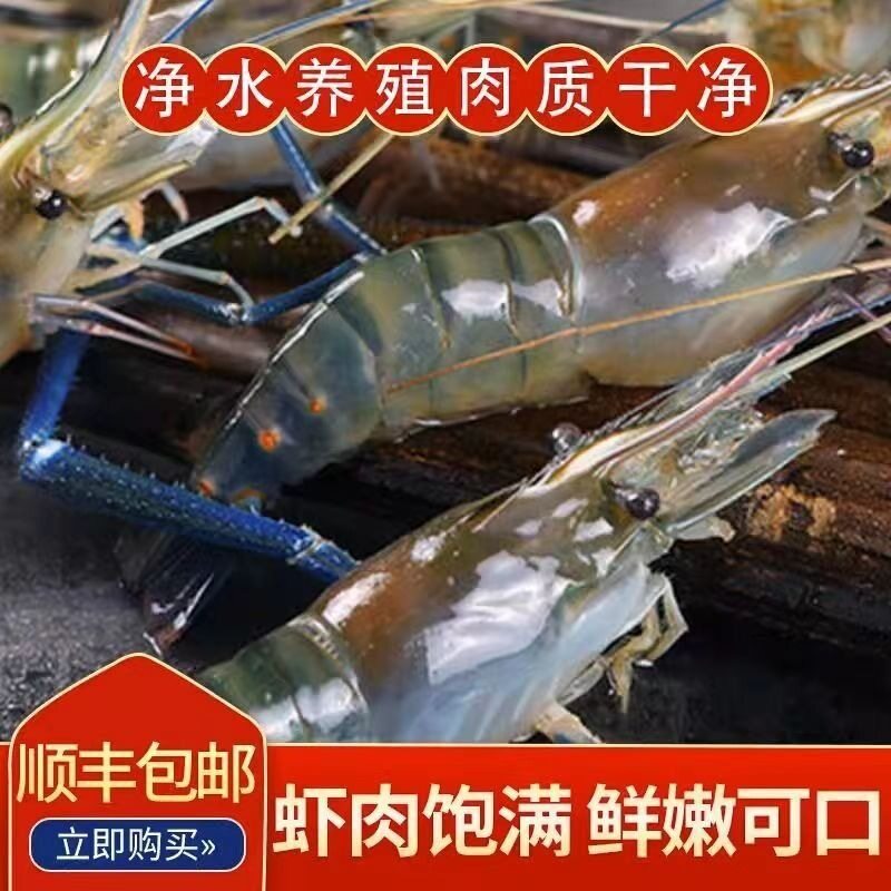 Fresh Frozen Large Prawns, Giant Prawns, Super Large Seafood, Aquatic Fresh Shrimp