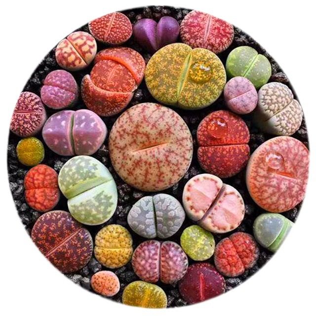 Succulent Lithops Whole Pot, Rosaceae Lithops, Succulent Flower, Succulent Hydroponic Plant, Flower Pot, Large Mother Plant