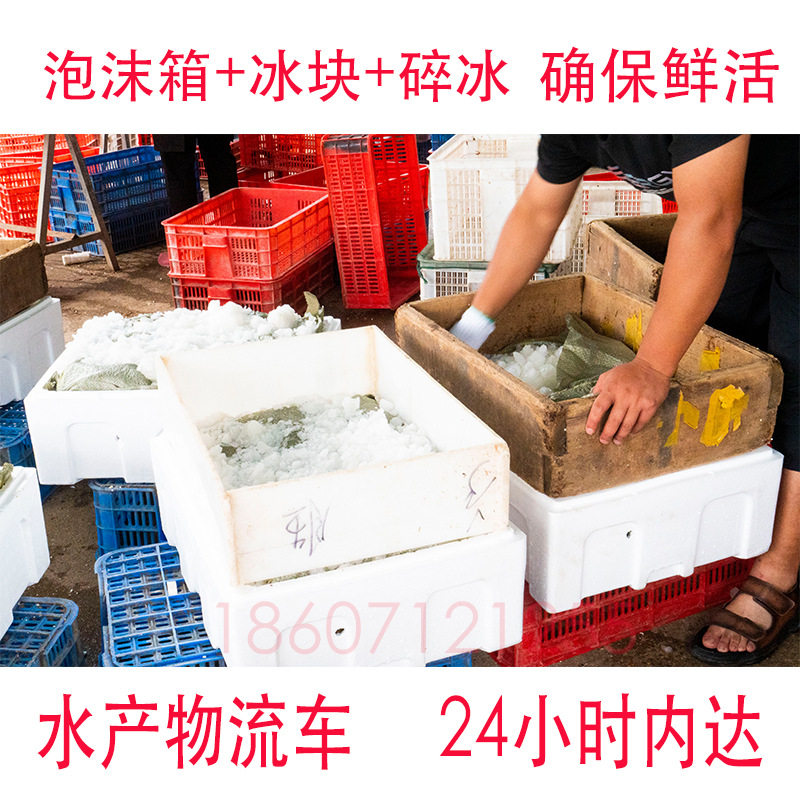 Fresh Crayfish Wholesale 234 Yuan Small Shrimp Hubei Qingshui Cultured Restaurant Catering Commercial Aquatic Live Shrimp Green Shrimp