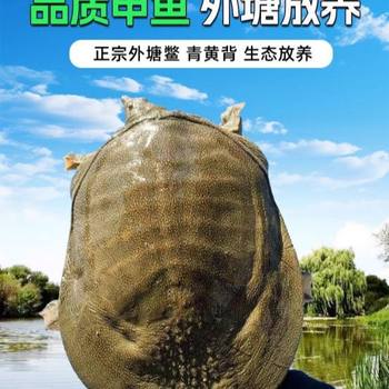 Fresh Live Edible Soft-Shell Turtle from the Pond, Green and Yellow Male Turtle, Fresh Turtle