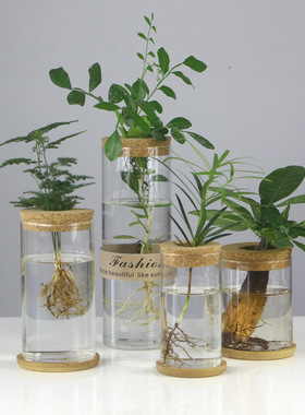 创意水培玻璃花透明微景观生态鱼缸摆件绿萝水养植物插花工艺品