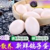 Pigeon Eggs, 15-60 Free-Range Pigeon Eggs Gift Box for Pregnant Women, Farm Fresh Large High-Quality 60 Eggs for Consumption