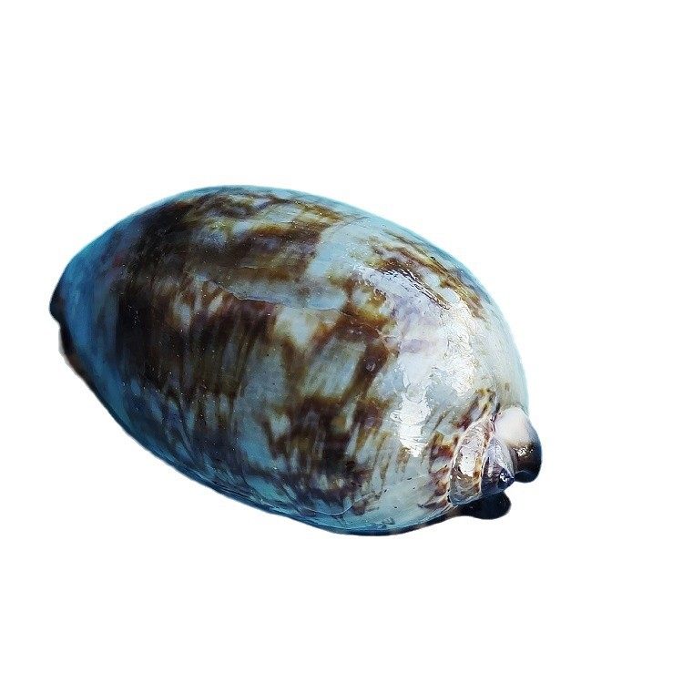 Natural Shell Arabian Snail Crafts Aquarium Landscape Collection Specimen Conch Ornaments