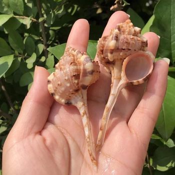 Hermit Crab Spare Shell Replacement Shell, Special Shell for Rolled Shellfish, Natural Conch Shell, Fish Tank Aquarium Decoration Ornaments